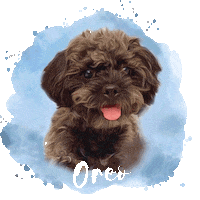 Blackdog Sticker by DopeDog