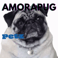 Petz GIF by Amora Pug Brasil