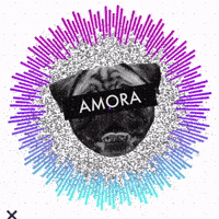 Zeedog GIF by Amora Pug Brasil