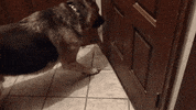 cesar 911 GIF by Nat Geo Wild 