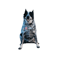 Cattle Dog Wendy Sticker by Geekster Pets