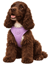 Cocker Spaniel Dog Gif Sticker by MISTER WOOF