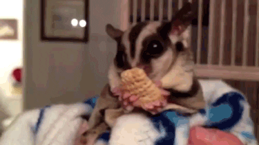 nothing sugar GIF