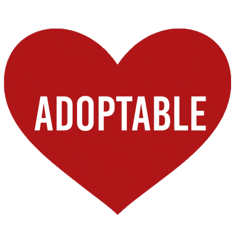 cat adopt Sticker by MISO PUP