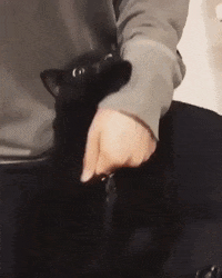 Angry Cat GIF by JustViral.Net