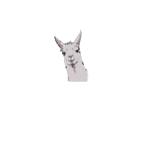 lama lamalove Sticker by Simone Abelmann