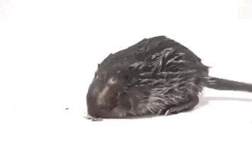 pyrenean desman snorkel GIF by MANGOTEETH