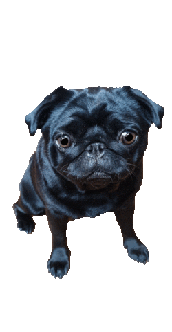 DesignstuuvWerbeagentur giphyupload dog eyes puppy Sticker