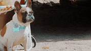 California Desert GIF by ATARASHII GAKKO!