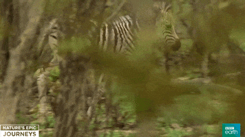 africa wildlife GIF by BBC Earth