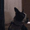 season 1 dog GIF by Sorry For Your Loss