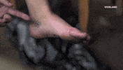 viceland GIF by JUNGLETOWN