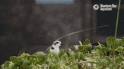snowy plover beach GIF by Monterey Bay Aquarium