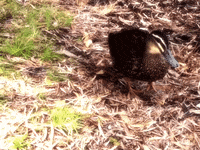 duck GIF by Tara