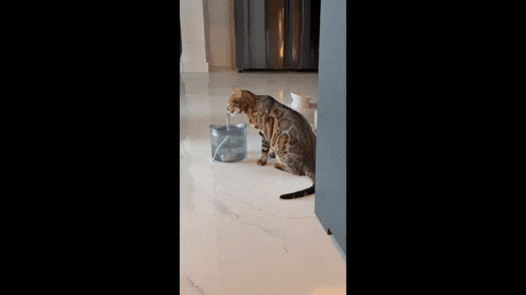 michagruszka giphyupload GIF