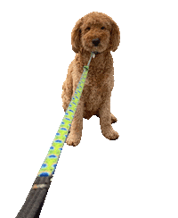 Doodle Not Moving Sticker