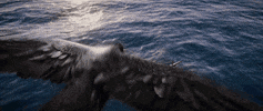 Flight Flying GIF by Assassin's Creed