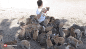 rabbit funny s GIF