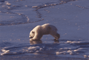 So Proud Of This One Polar Bear Cubs Are Really Cute GIF by hoppip