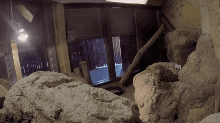 sandiegozoo giphyupload cat animals nature GIF
