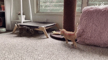 Kitten Escapes!