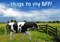 Cows Expressions GIF
