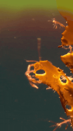 Swaying Skeleton Shrimp GIF by Monterey Bay Aquarium