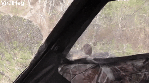 Close Encounter With Curious Black Bear GIF by ViralHog