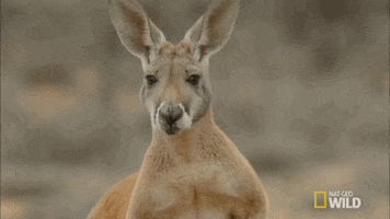 kangaroo dundee australia GIF by Nat Geo Wild 