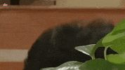 indian tv GIF by bypriyashah