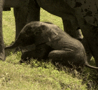 david attenborough life GIF by Head Like an Orange