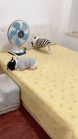 cuteanimalland giphyupload GIF