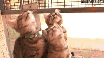 cat kittens GIF by Cheezburger