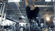 GIF by Bodybuilding.com