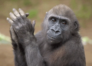 Wildlife gif. Chimpanzee chews and appears to be clapping his hands lightly.