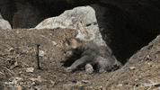 Monday America GIF by Nat Geo Wild