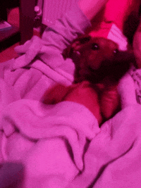 KantoLegend_ fight dog puppy doggo GIF