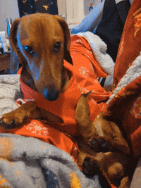KantoLegend_ dog puppy doggo tail GIF