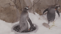 Same-Sex Penguin Couple Rekindle Romance During Nesting Season at Aussie Aquarium