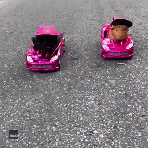 Competitive Guinea Pigs Go Neck-and-Neck in Mini Car Race