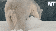 polar bear snow GIF by NowThis 