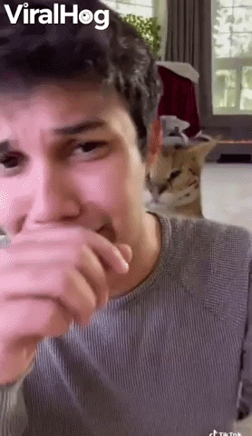 Cat Caught Being Rude GIF by ViralHog