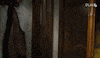 Eigen Kweek Vlaams GIF by GoPlay