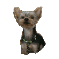 yorkie STICKER by imoji