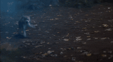 In The Wolf Enclosure