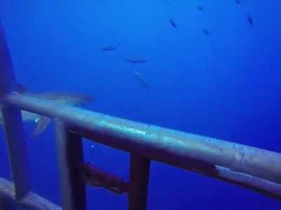 great white shark GIF
