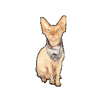 Hairless Cat Sticker by Geekster Pets