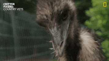 National Geographic Eating GIF by Nat Geo Wild