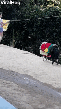 Helpful Doggy Collects Drying Carpets GIF by ViralHog