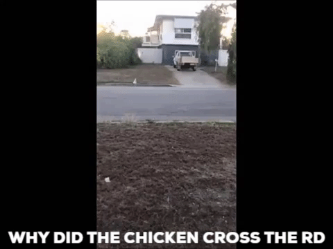 chicken road GIF
